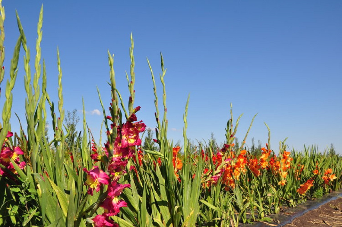 Black Fox Farm and Distillery - Gladiola Festival